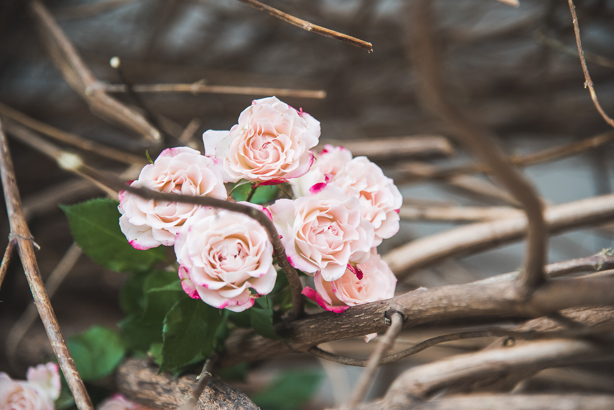 Sous l'orage des roses